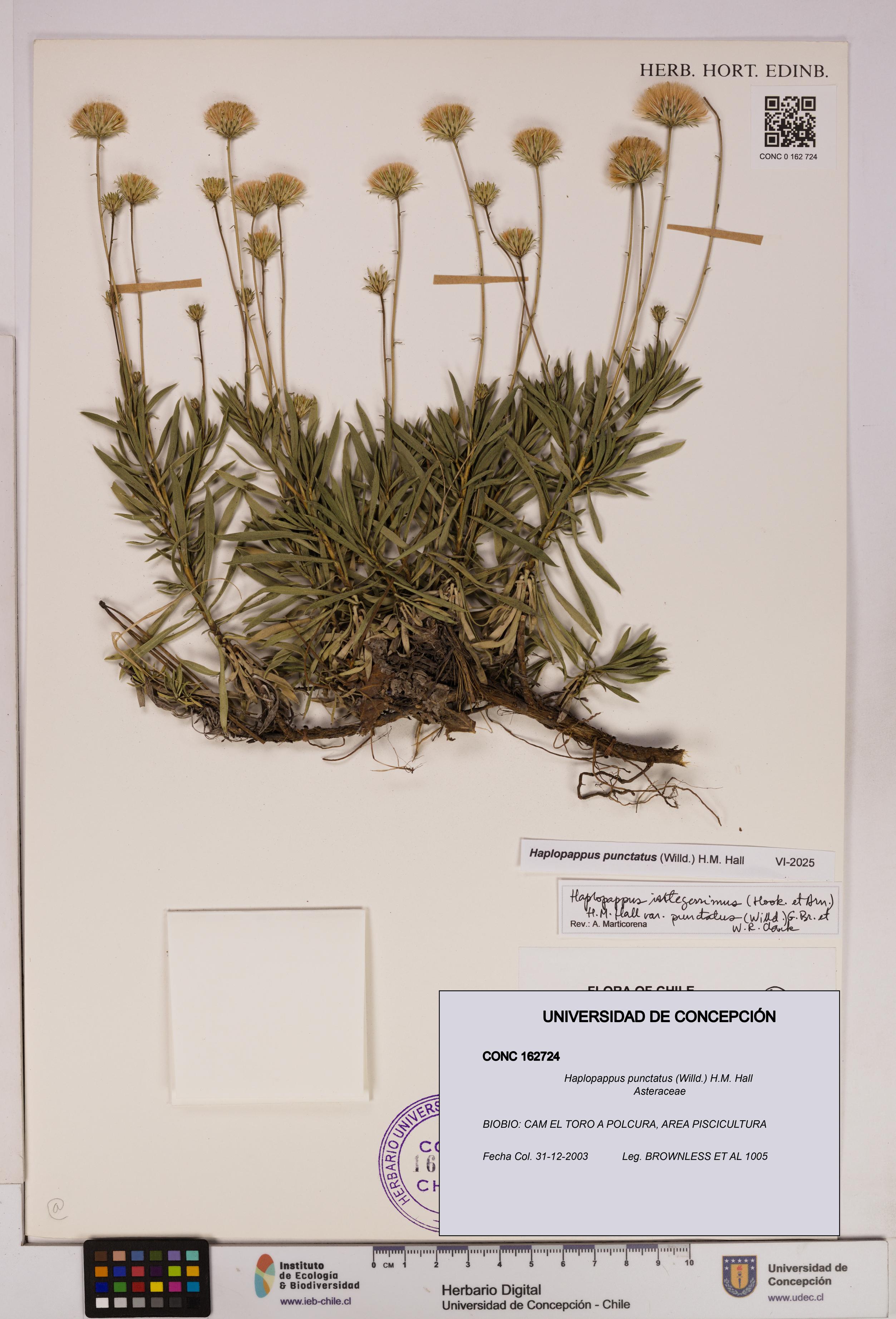 Haplopappus punctatus [Espécimen: UDEC:CONC:0162724]