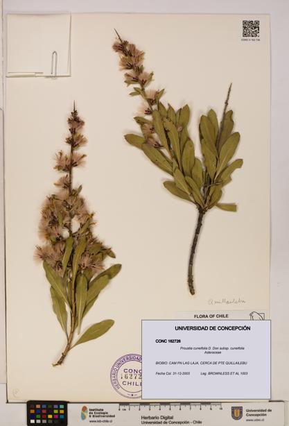 Proustia cuneifolia subsp. cuneifolia [Espécimen: UDEC:CONC:0162726]