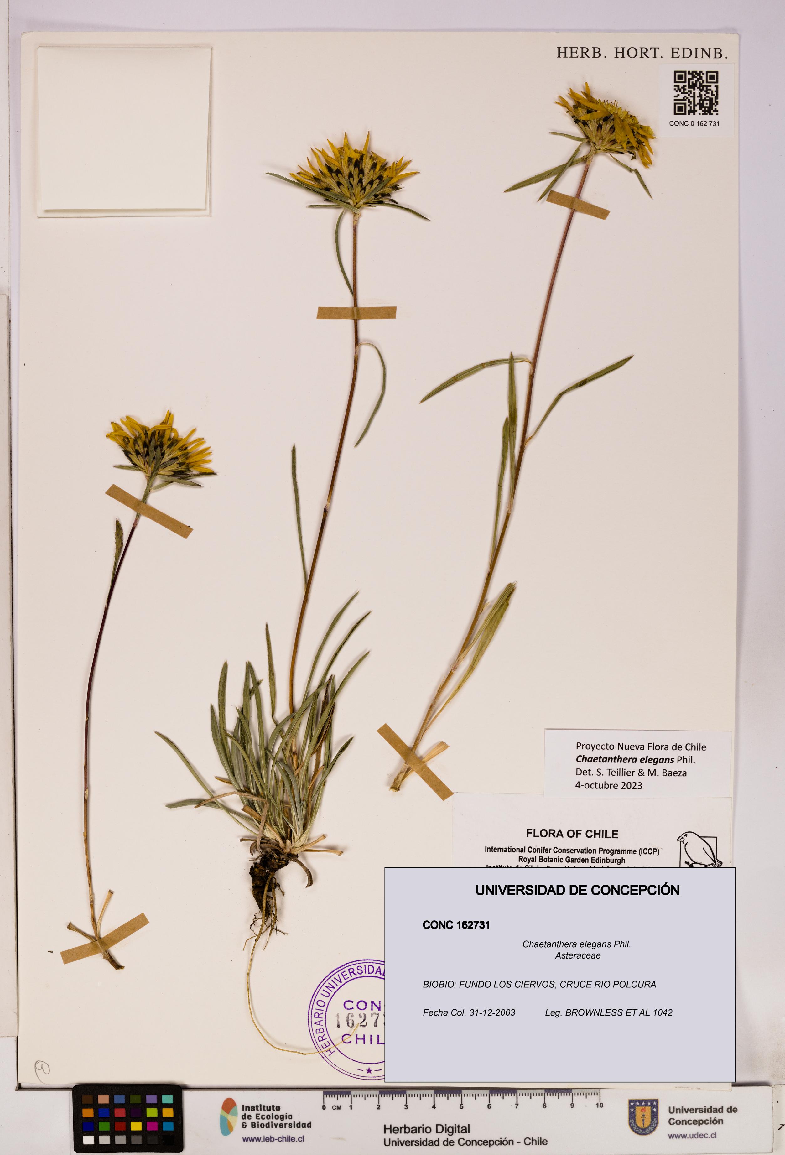 Chaetanthera elegans [Espécimen: UDEC:CONC:0162731]