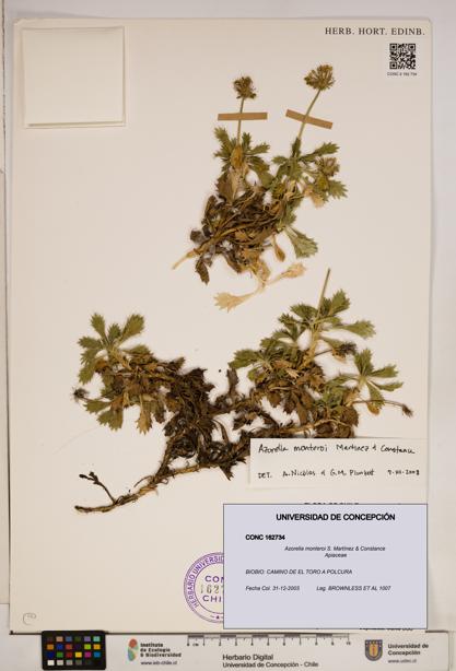 Azorella monteroi [Espécimen: ]