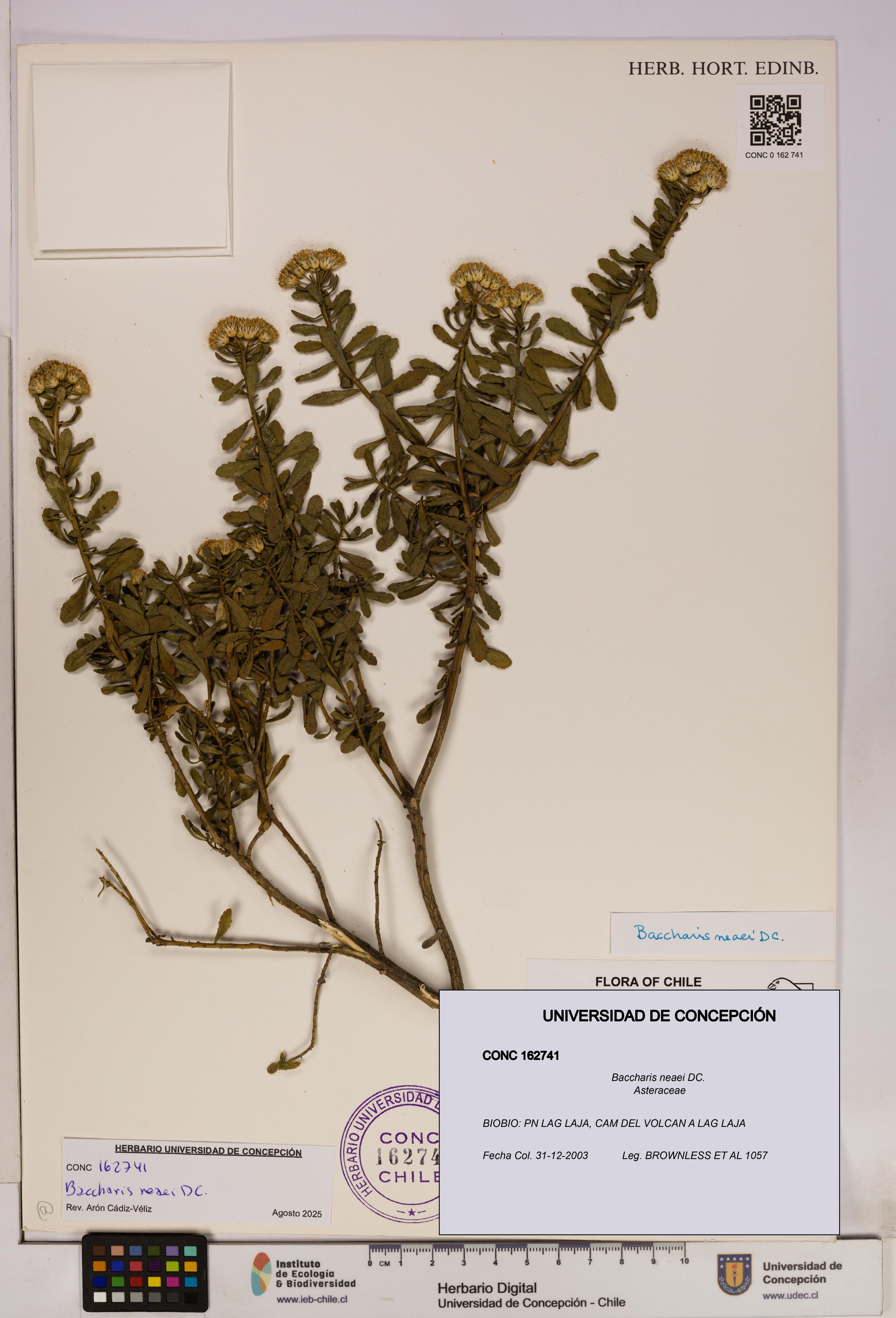 Baccharis neaei [Espécimen: UDEC:CONC:0162741]