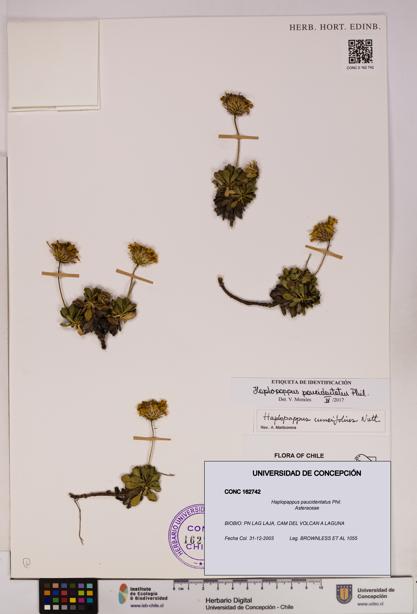 Haplopappus paucidentatus [Espécimen: UDEC:CONC:0162742]