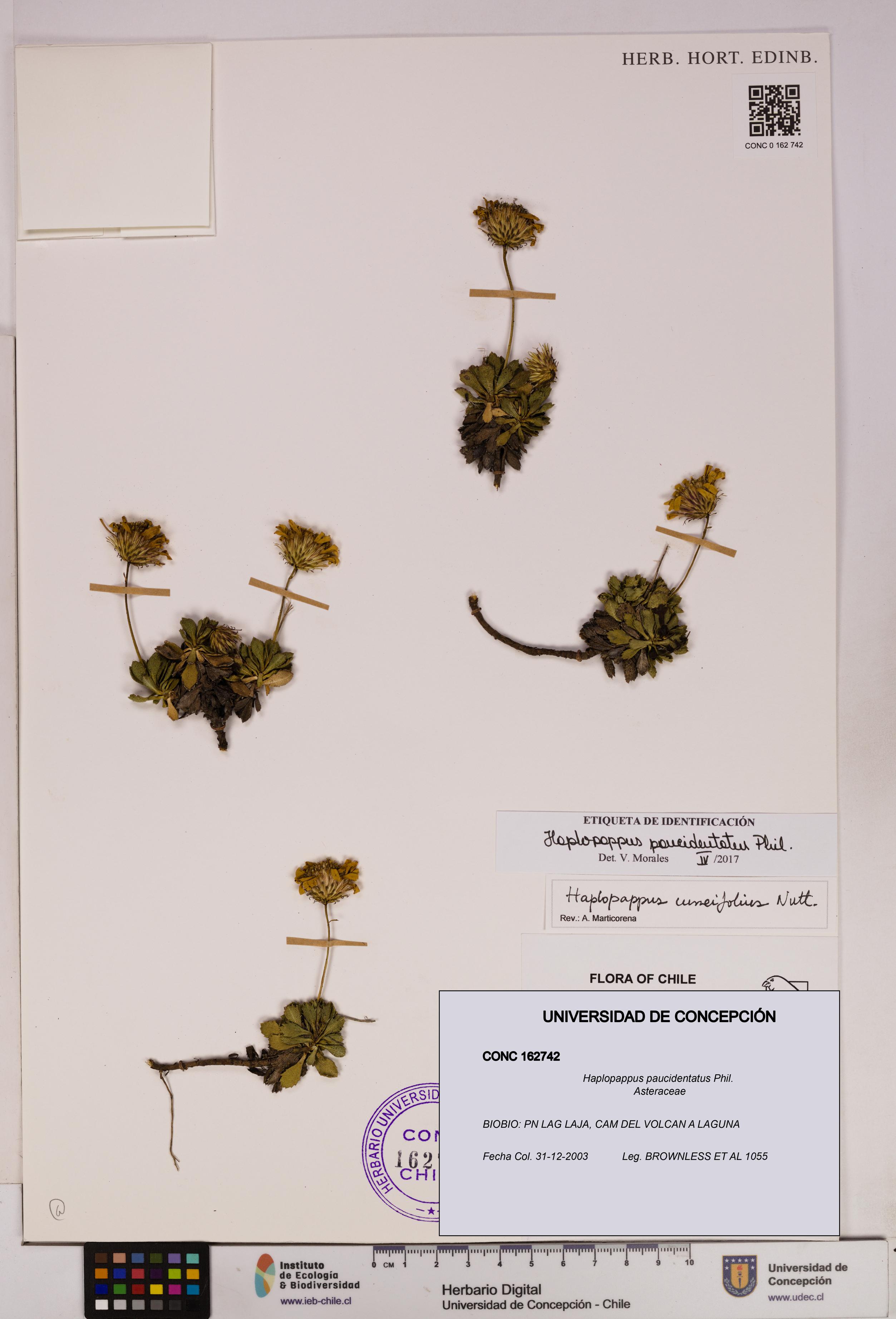 Haplopappus paucidentatus [Espécimen: UDEC:CONC:0162742]