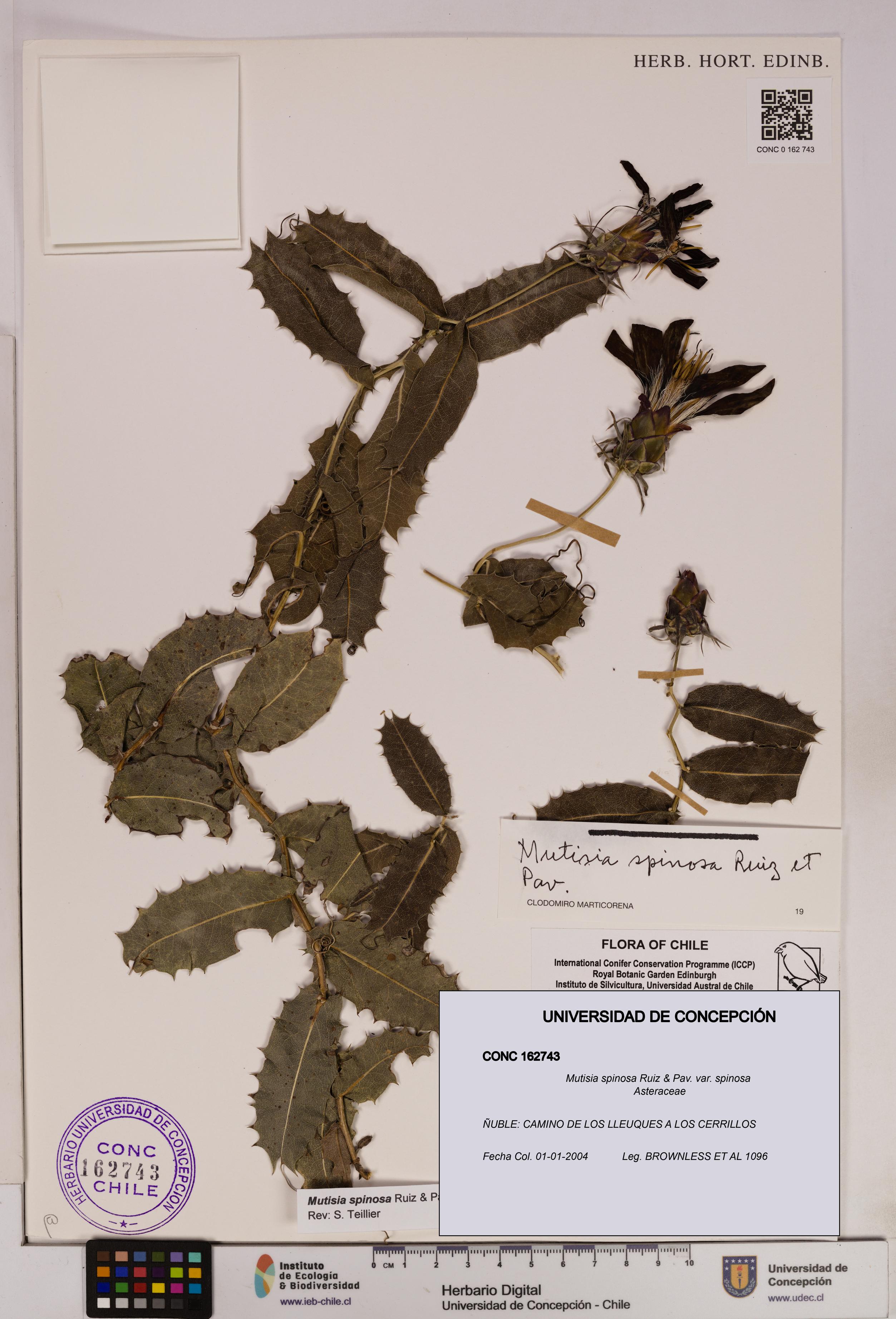 Mutisia spinosa var. spinosa [Espécimen: UDEC:CONC:0162743]