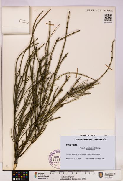 Retanilla ephedra [Espécimen: UDEC:CONC:0162752]
