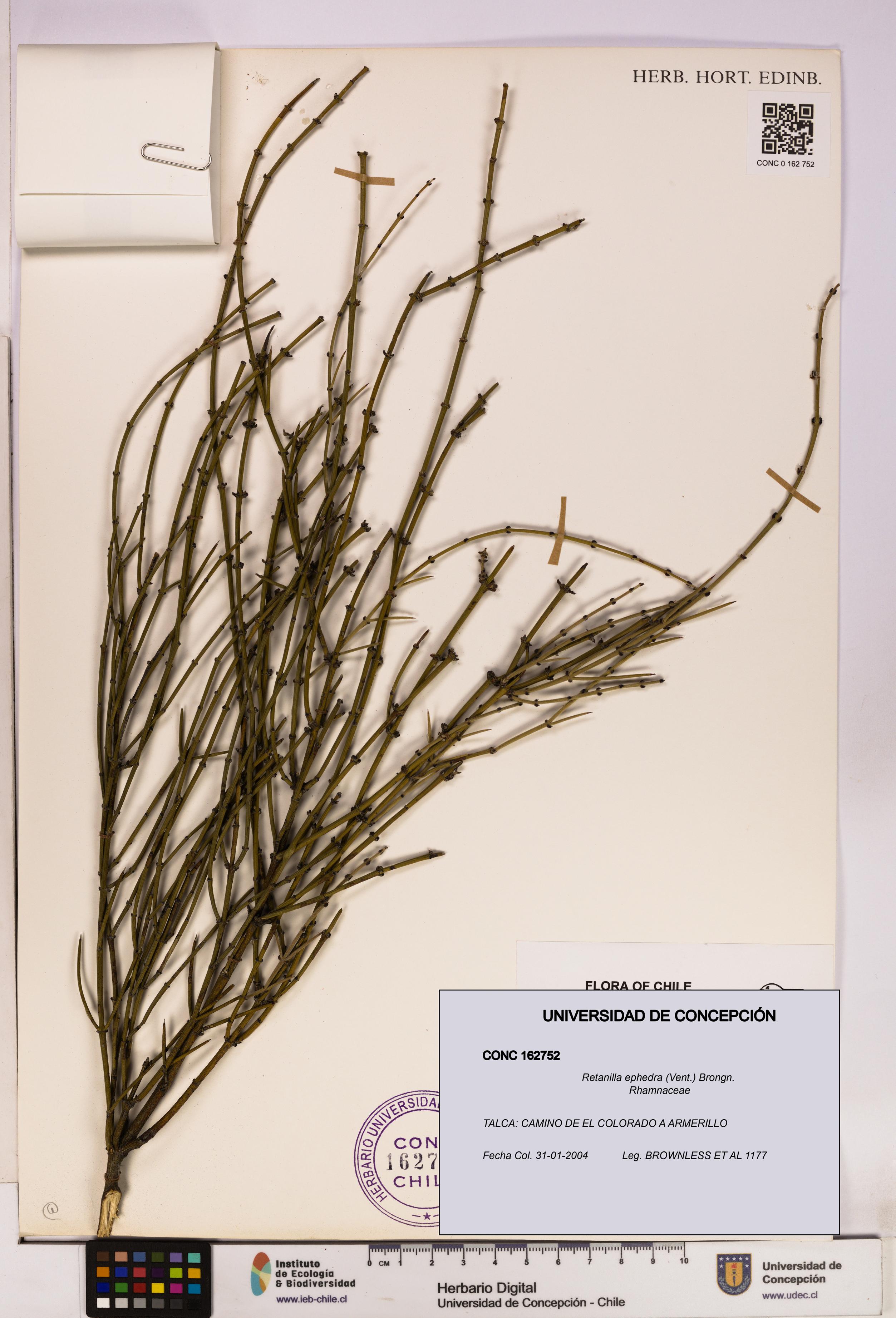 Retanilla ephedra [Espécimen: UDEC:CONC:0162752]