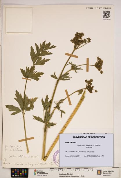 Apium panul [Espécimen: ]
