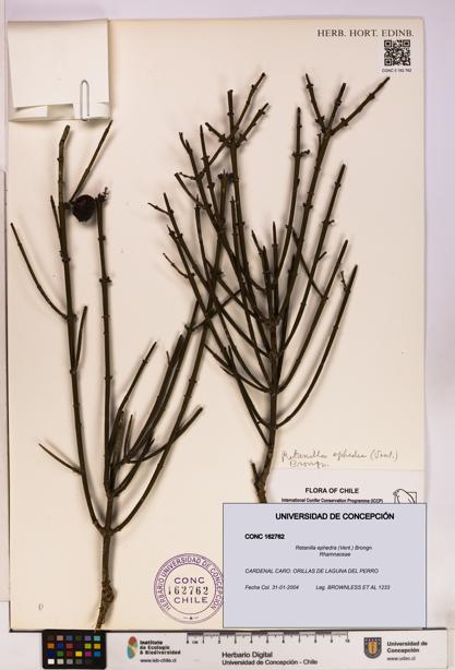 Retanilla ephedra [Espécimen: UDEC:CONC:0162762]