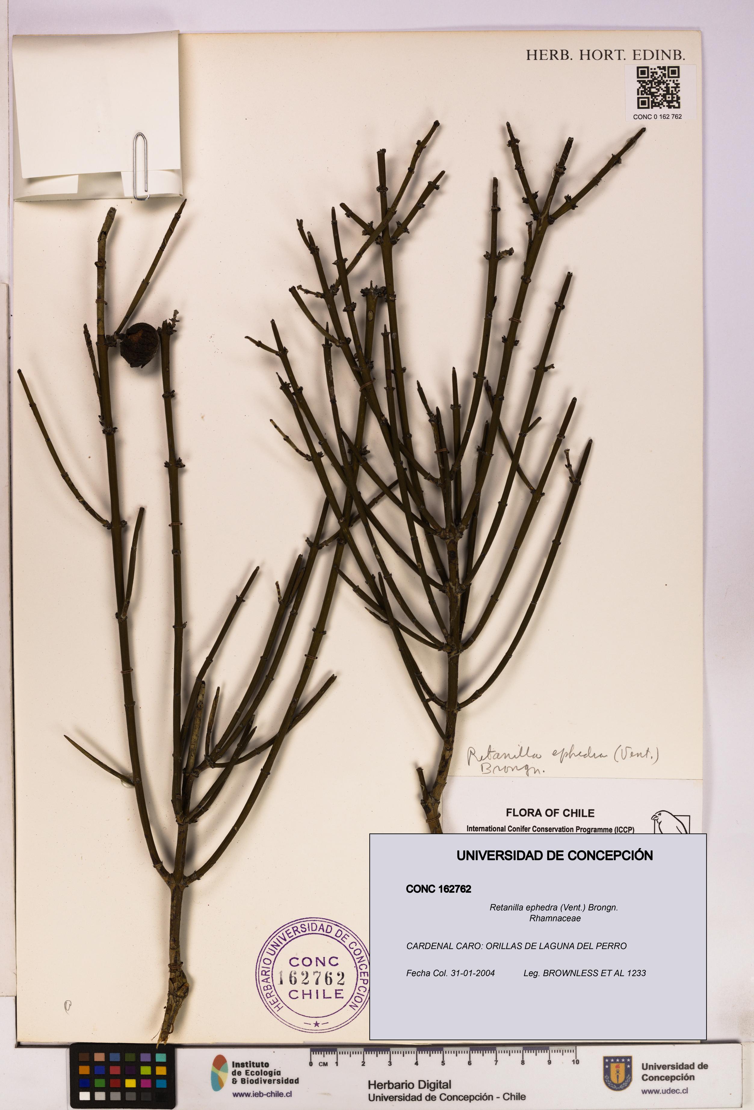 Retanilla ephedra [Espécimen: UDEC:CONC:0162762]