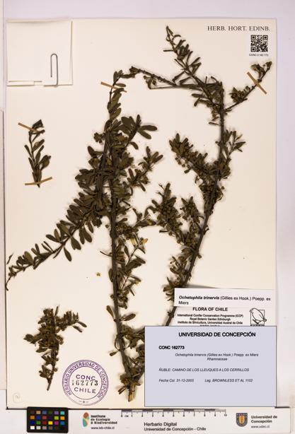 Ochetophila trinervis [Espécimen: UDEC:CONC:0162773]