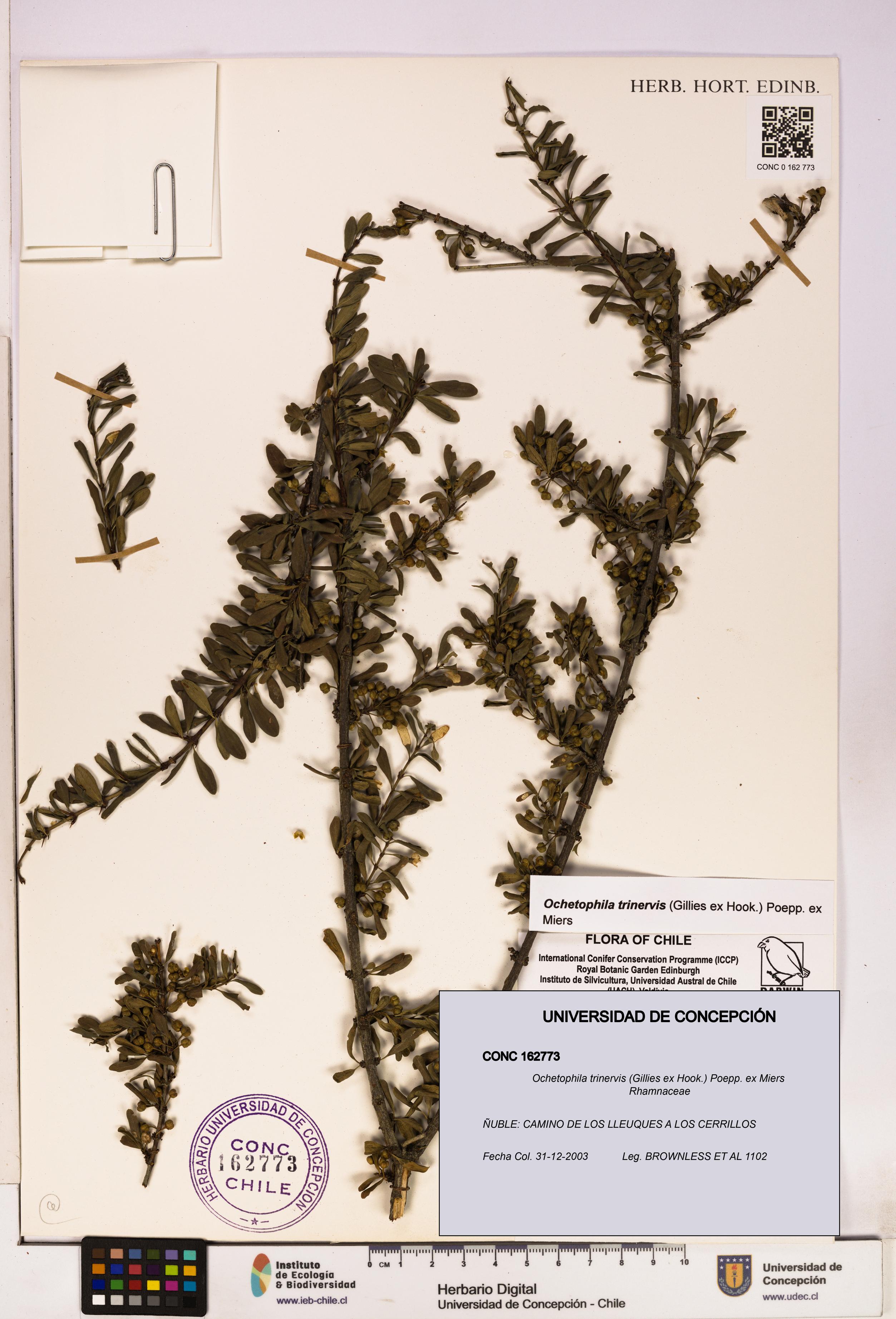 Ochetophila trinervis [Espécimen: UDEC:CONC:0162773]