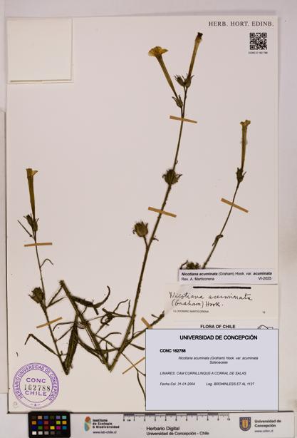 Nicotiana acuminata var. acuminata [Espécimen: UDEC:CONC:0162788]