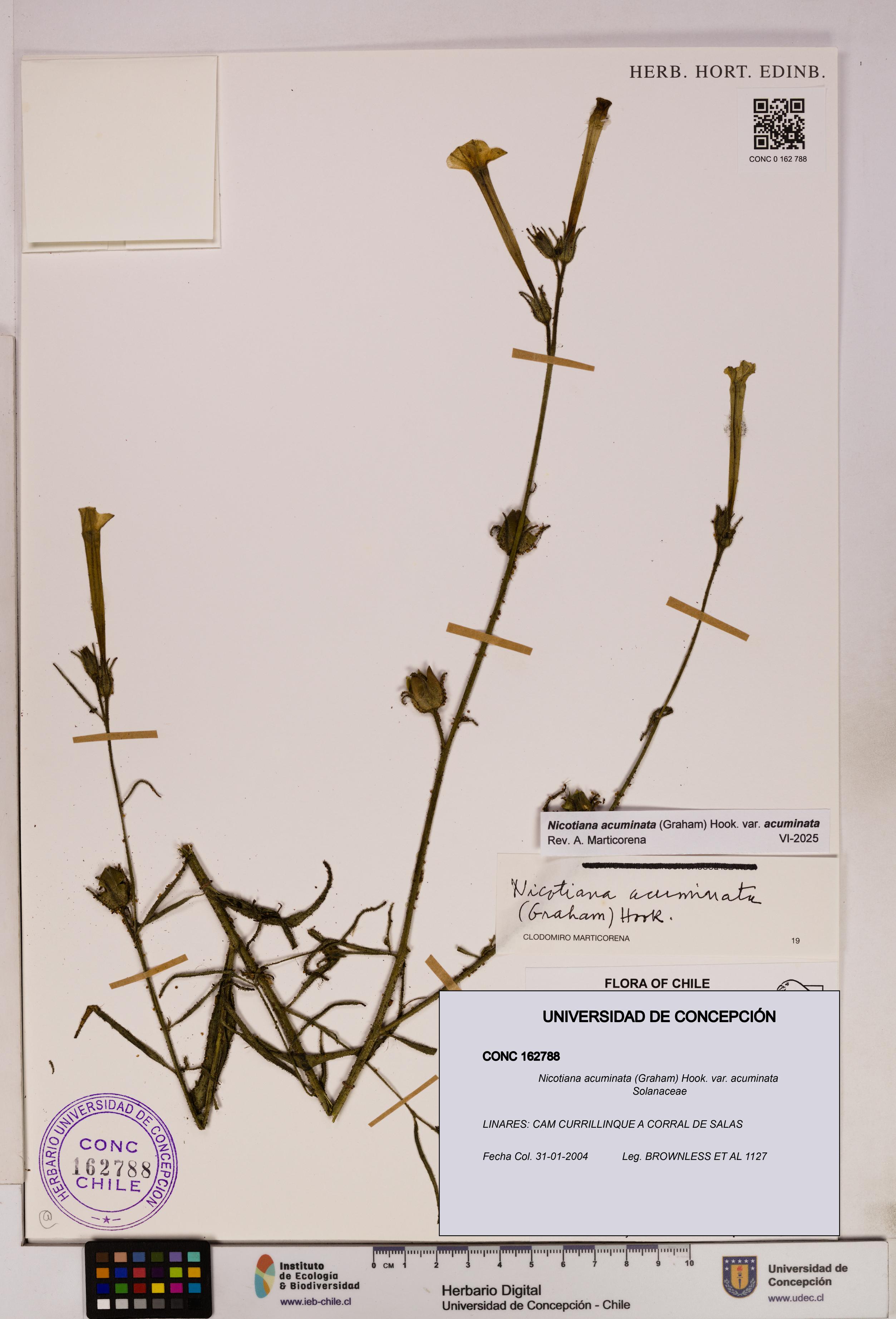 Nicotiana acuminata var. acuminata [Espécimen: UDEC:CONC:0162788]