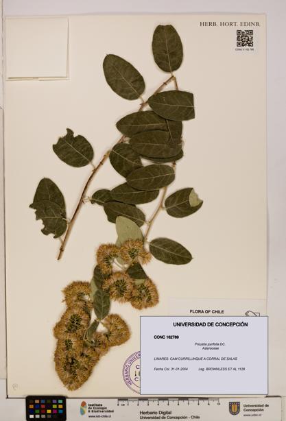 Proustia pyrifolia [Espécimen: UDEC:CONC:0162789]