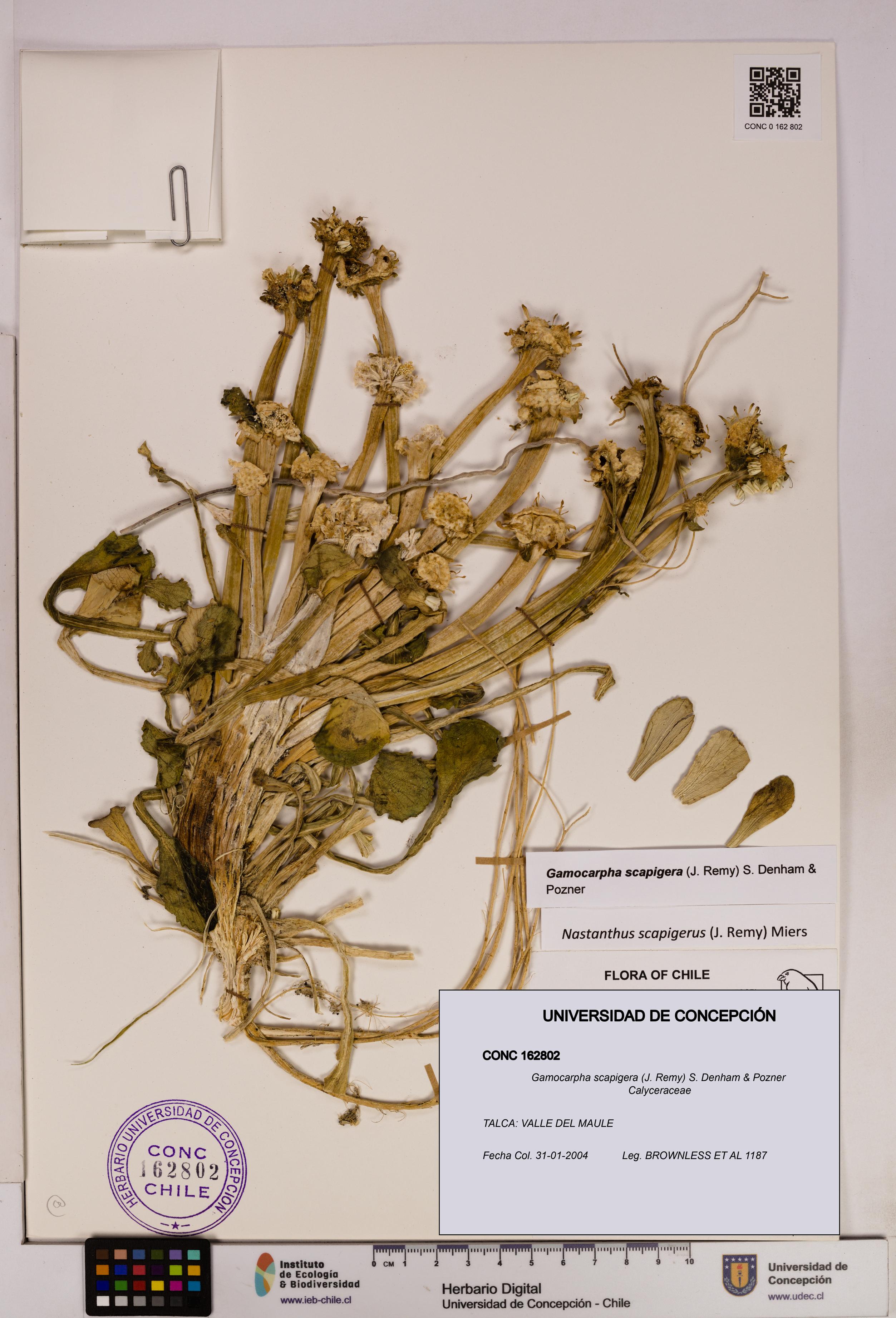 Gamocarpha scapigera [Espécimen: UDEC:CONC:0162802]