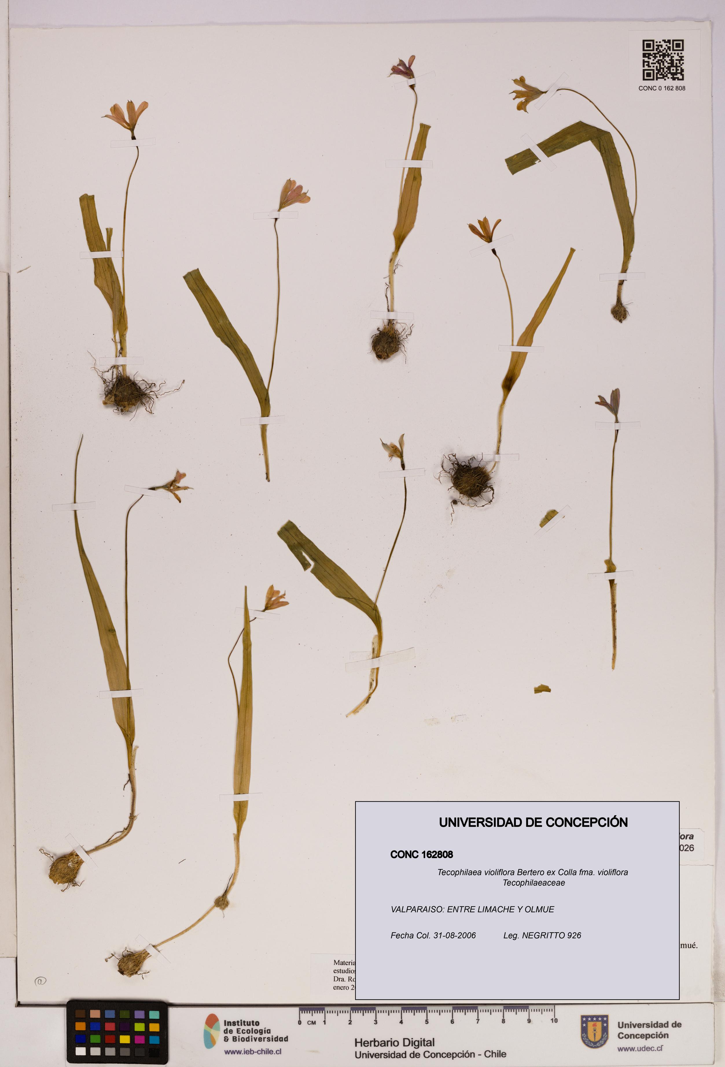 Tecophilaea violiflora fma. violiflora [Espécimen: UDEC:CONC:0162808]