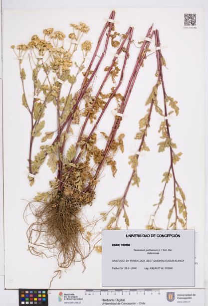 Tanacetum parthenium [Espécimen: ]