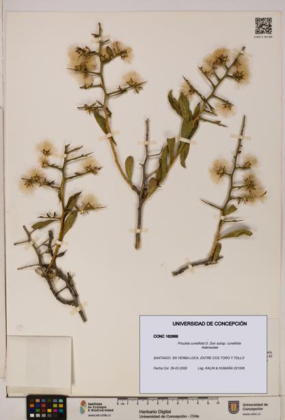 Proustia cuneifolia subsp. cuneifolia [Espécimen: UDEC:CONC:0162866]