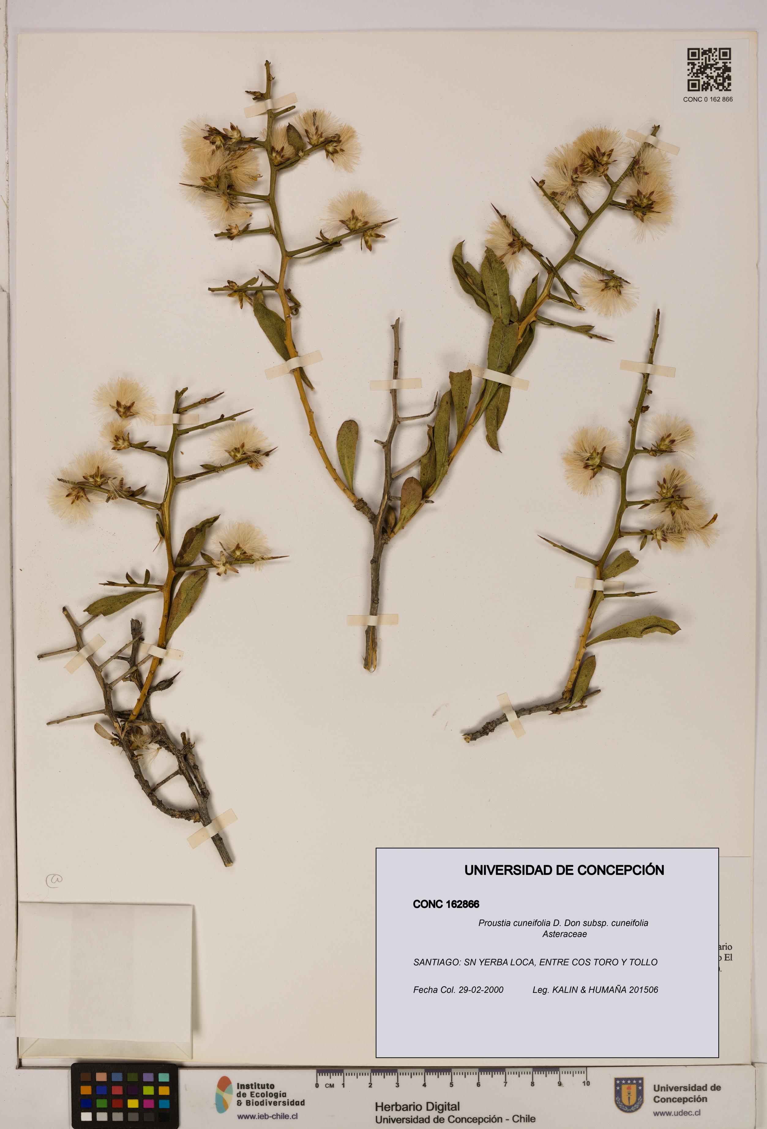 Proustia cuneifolia subsp. cuneifolia [Espécimen: UDEC:CONC:0162866]