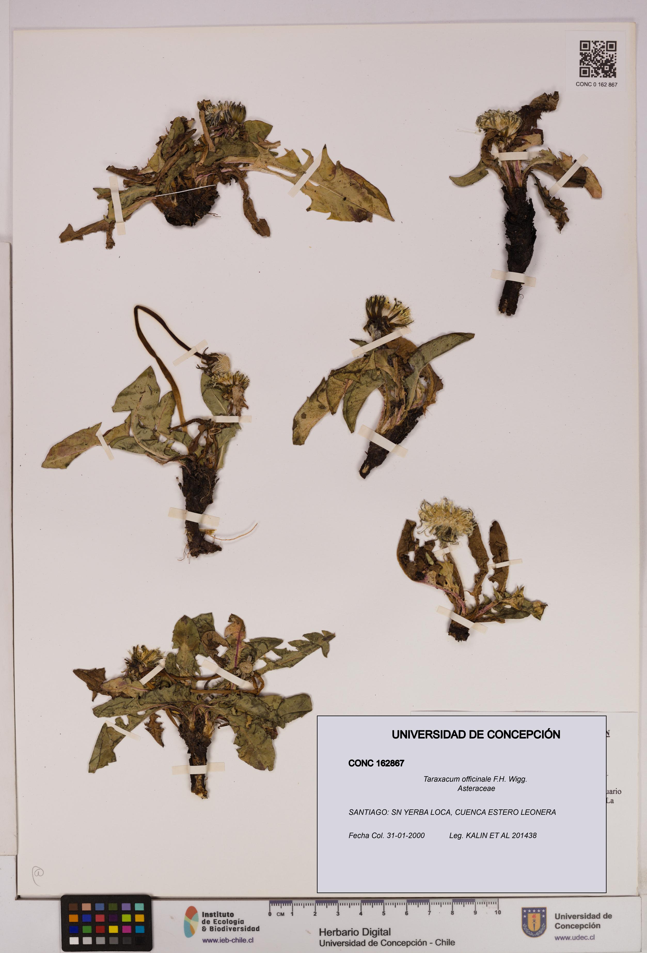 Taraxacum officinale [Espécimen: UDEC:CONC:0162867]