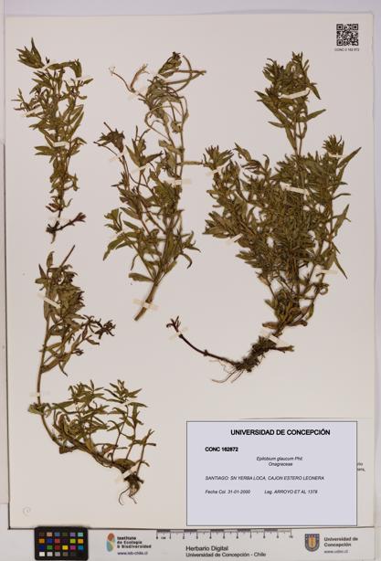 Epilobium glaucum [Espécimen: UDEC:CONC:0162872]