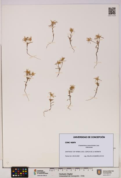 Chaetanthera moenchioides [Espécimen: UDEC:CONC:0162879]