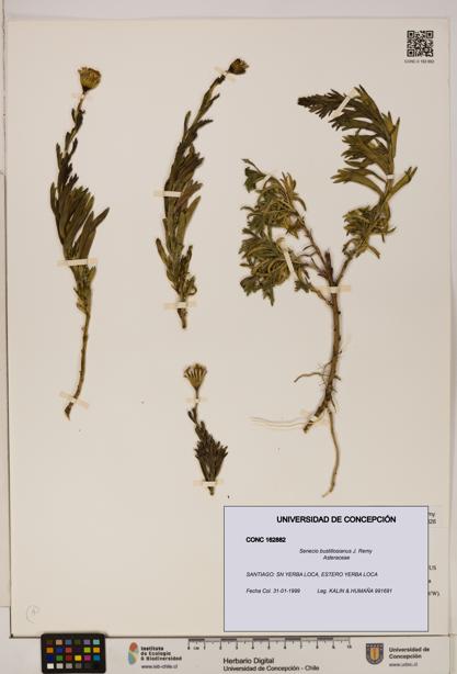 Senecio bustillosianus [Espécimen: UDEC:CONC:0162882]