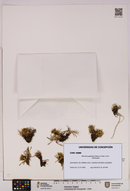 Werneria pygmaea [Espécimen: UDEC:CONC:0162890]