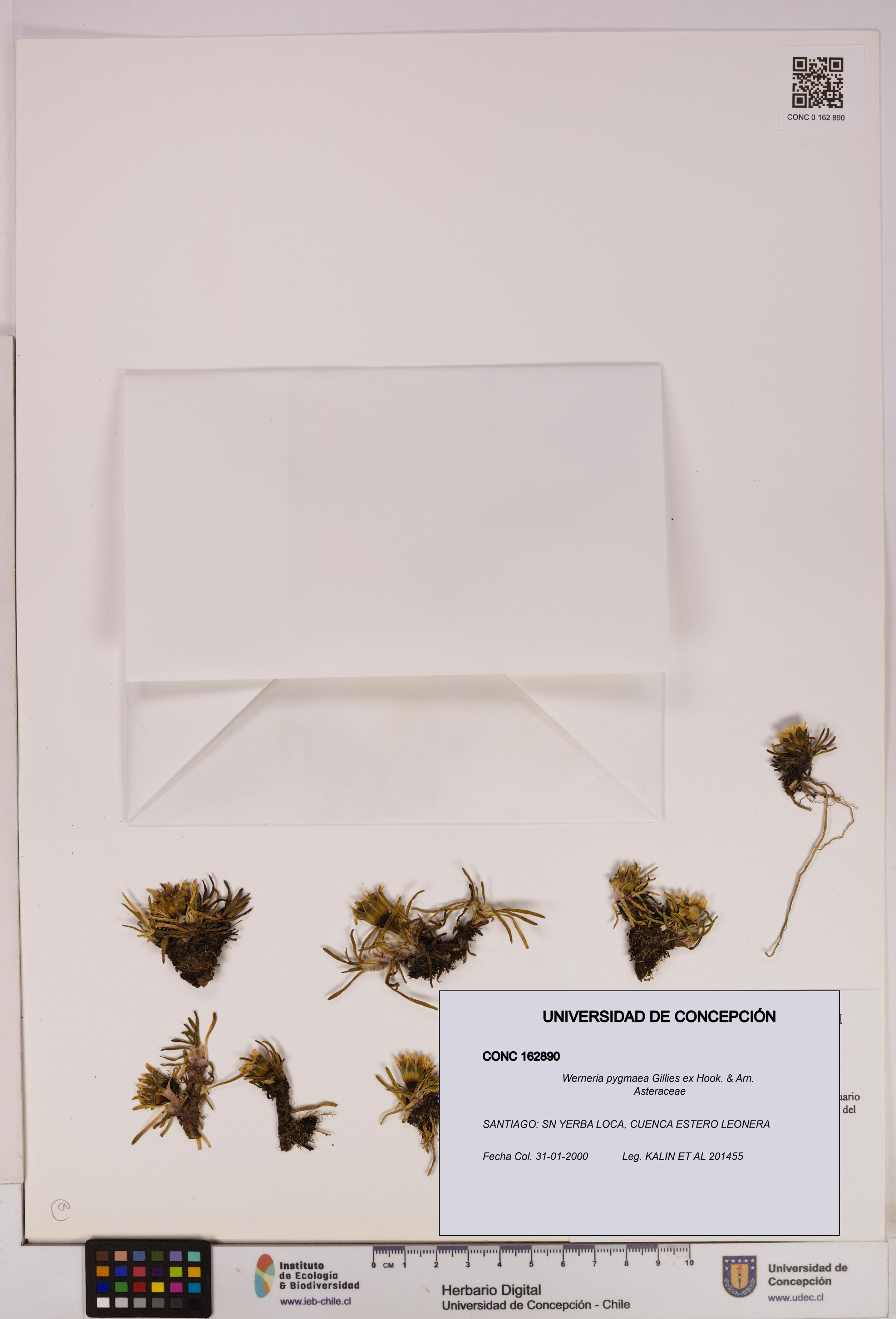 Werneria pygmaea [Espécimen: UDEC:CONC:0162890]
