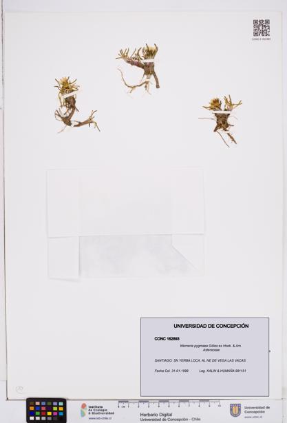 Werneria pygmaea [Espécimen: ]