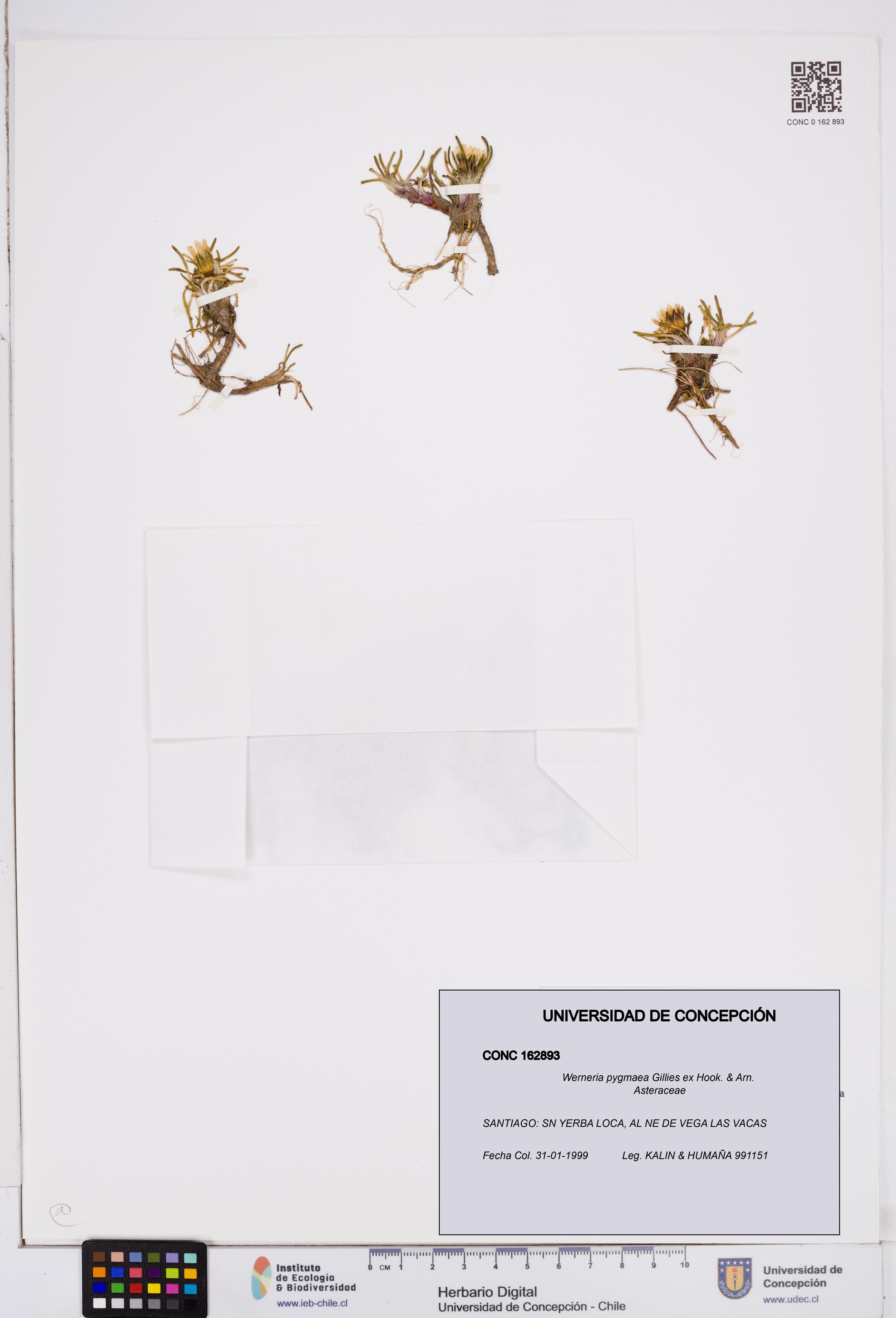 Werneria pygmaea [Espécimen: ]