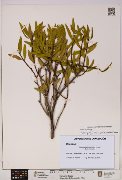 Colliguaja salicifolia [Espécimen: UDEC:CONC:0162903]