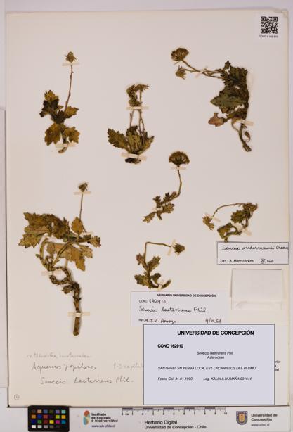 Senecio laetevirens [Espécimen: UDEC:CONC:0162910]