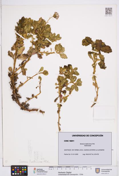 Senecio laetevirens [Espécimen: ]