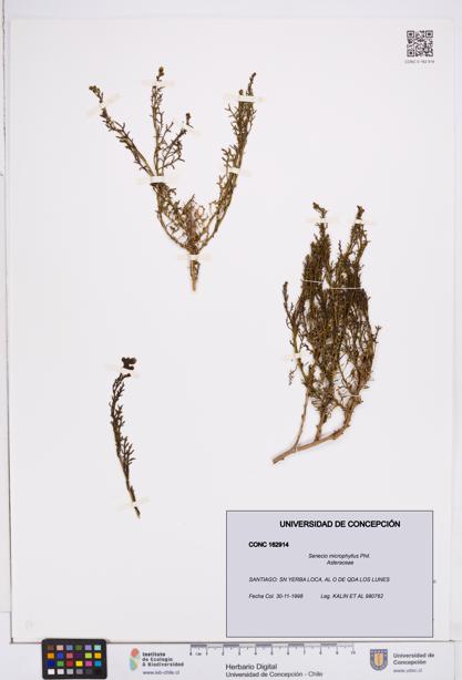 Senecio microphyllus [Espécimen: ]