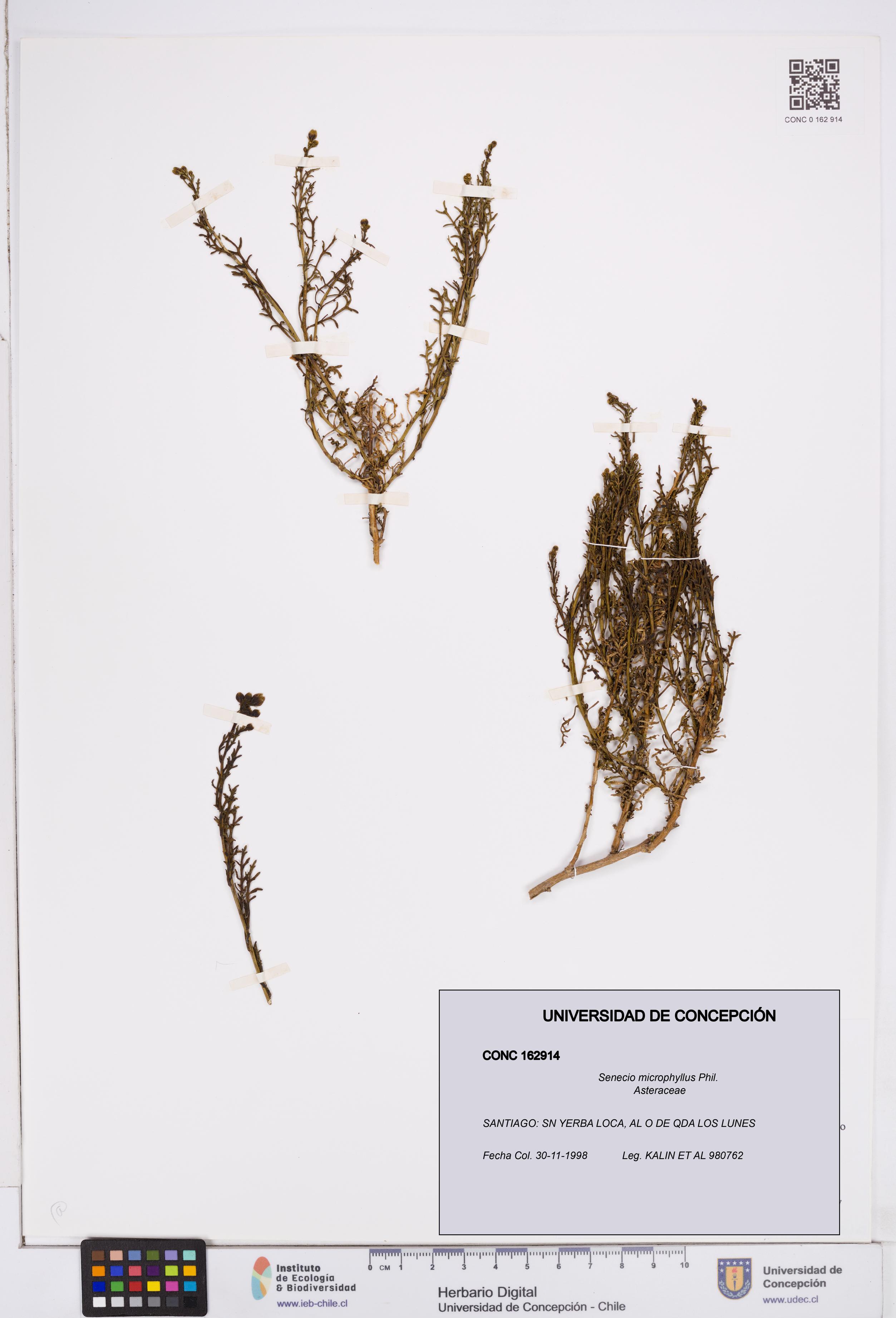 Senecio microphyllus [Espécimen: ]