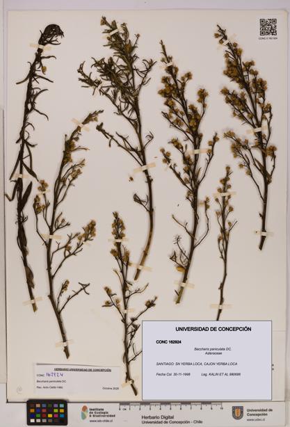 Baccharis paniculata [Espécimen: UDEC:CONC:0162924]