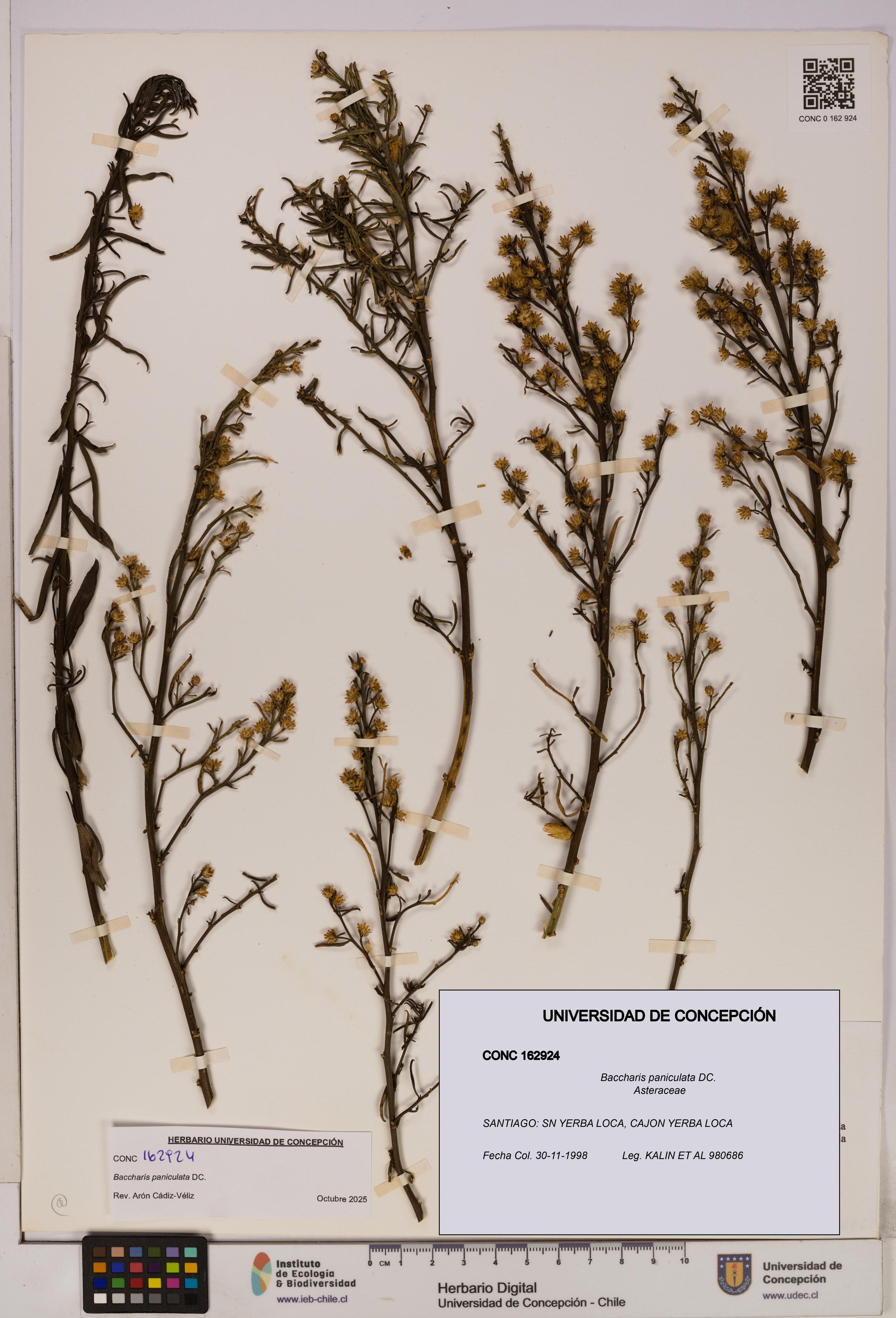 Baccharis paniculata [Espécimen: UDEC:CONC:0162924]