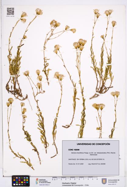 Senecio linariifolius var. heliophytoides [Espécimen: ]