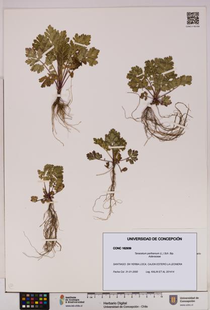 Tanacetum parthenium [Espécimen: UDEC:CONC:0162939]