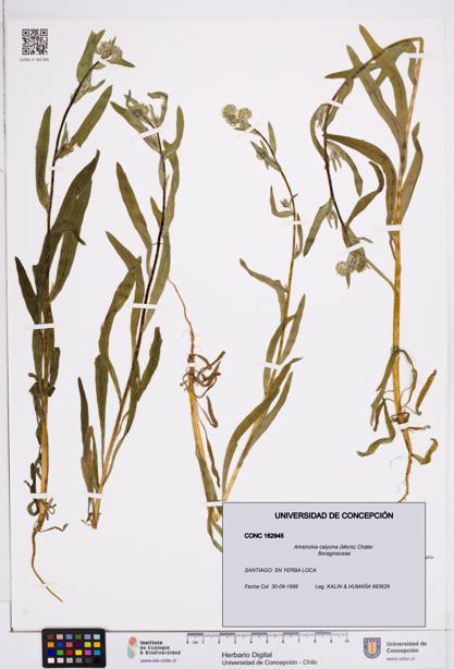 Amsinckia calycina [Espécimen: ]