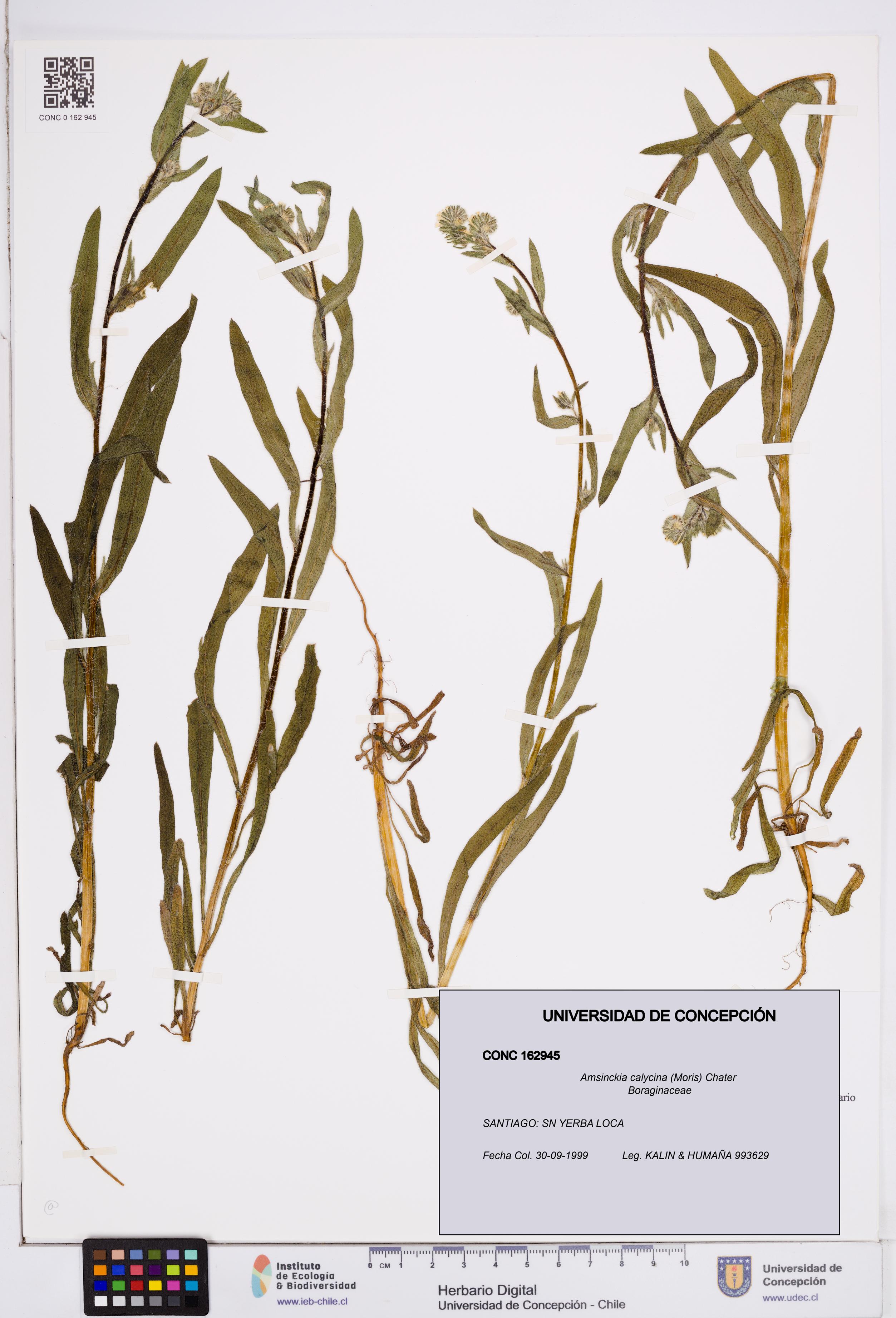 Amsinckia calycina [Espécimen: ]
