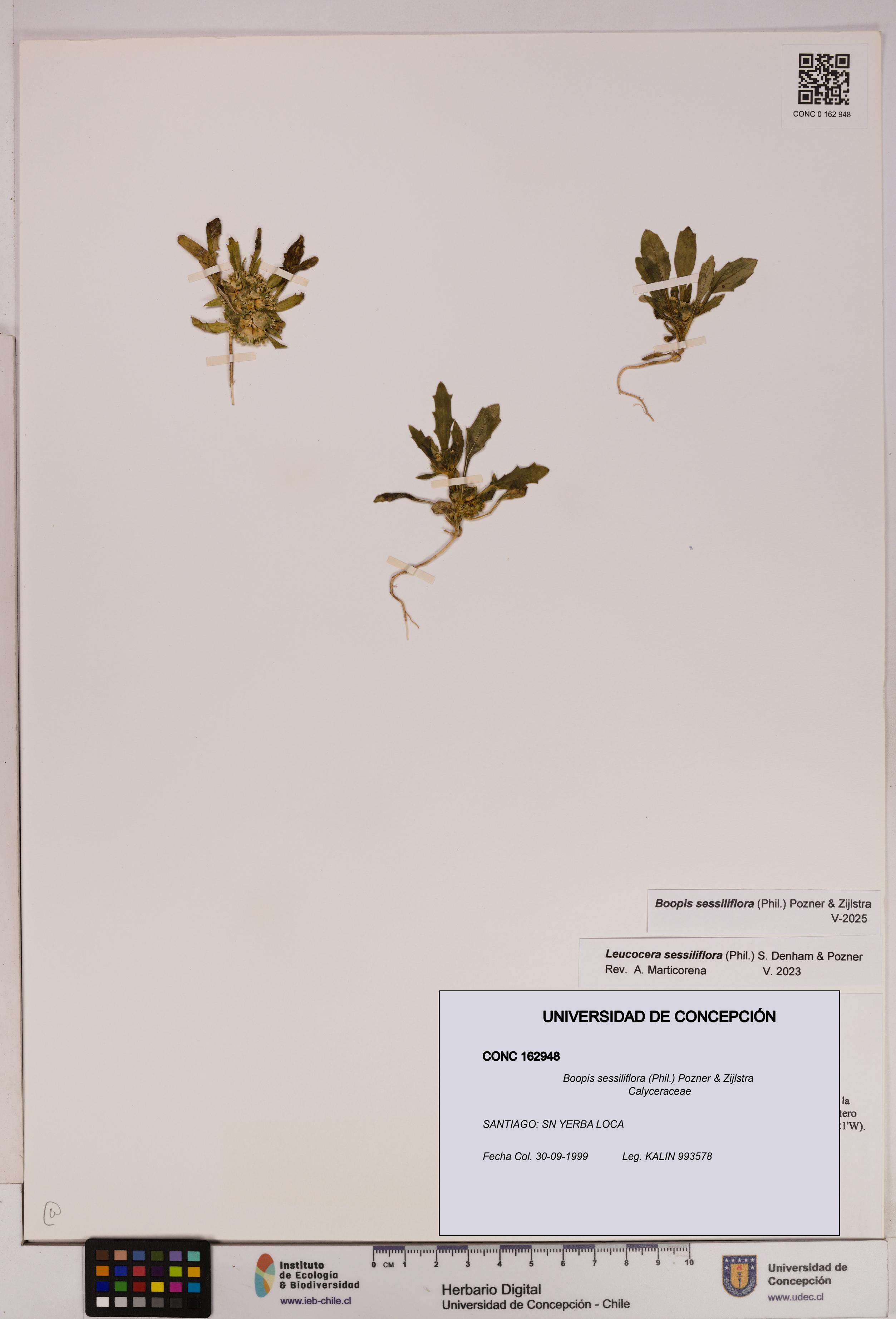 Boopis sessiliflora [Espécimen: UDEC:CONC:0162948]