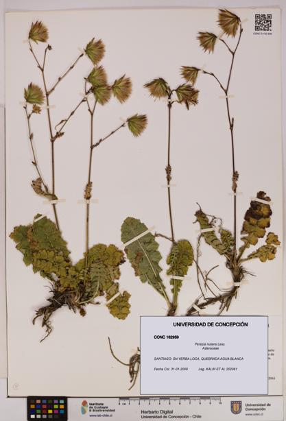 Perezia nutans [Espécimen: UDEC:CONC:0162959]