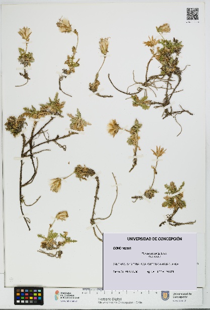 Perezia poeppigii [Espécimen: UDEC:CONC:0162961]