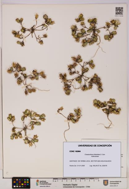 Chaetanthera flabellata [Espécimen: UDEC:CONC:0162964]