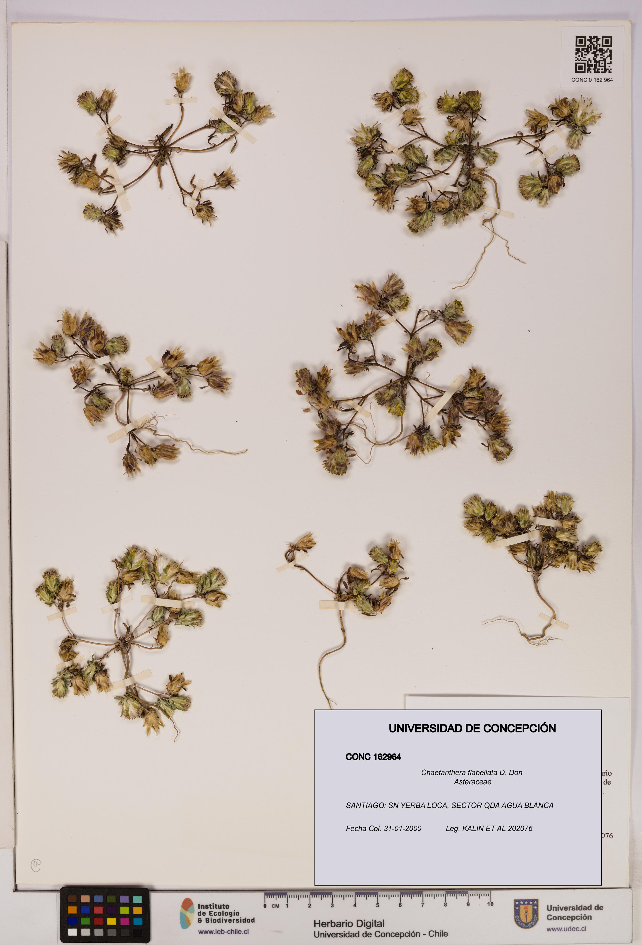 Chaetanthera flabellata [Espécimen: UDEC:CONC:0162964]