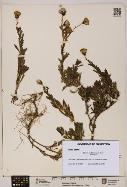 Senecio bustillosianus [Espécimen: UDEC:CONC:0162965]