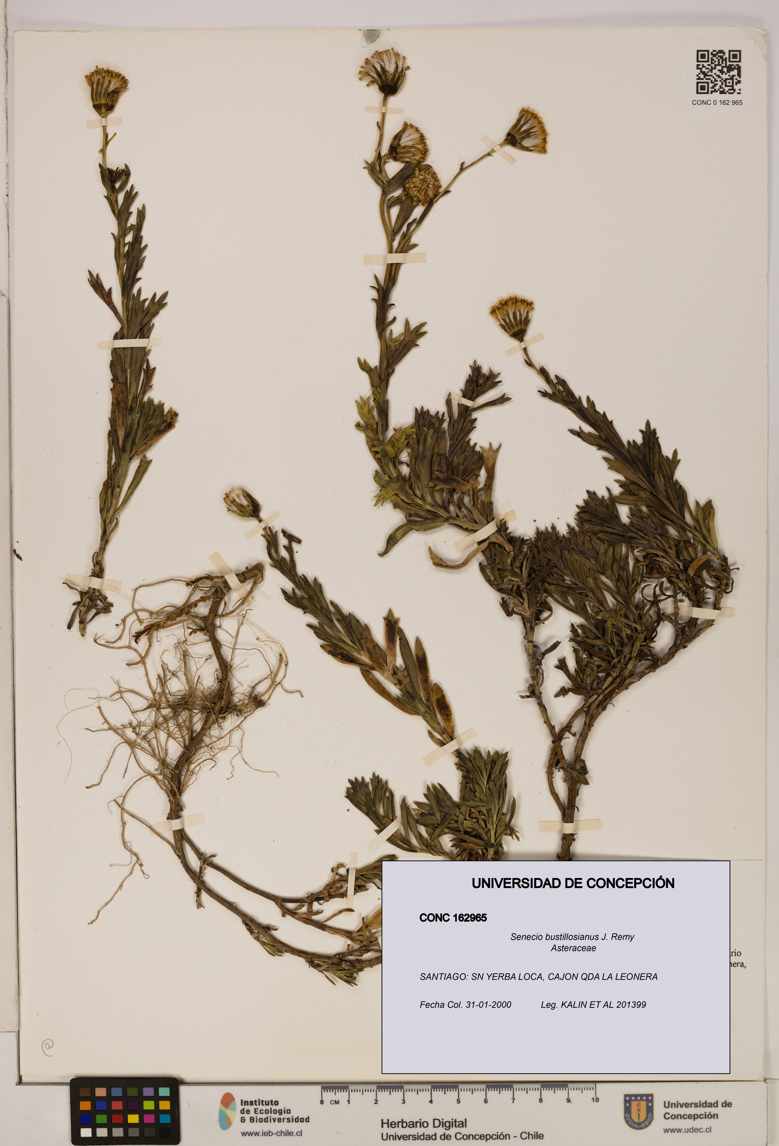 Senecio bustillosianus [Espécimen: UDEC:CONC:0162965]
