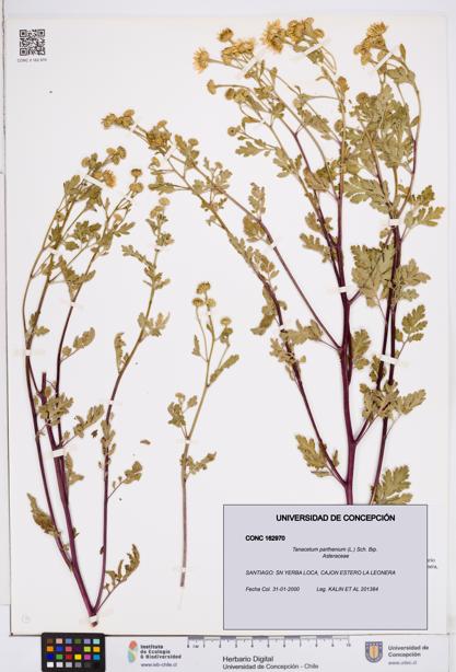 Tanacetum parthenium [Espécimen: ]